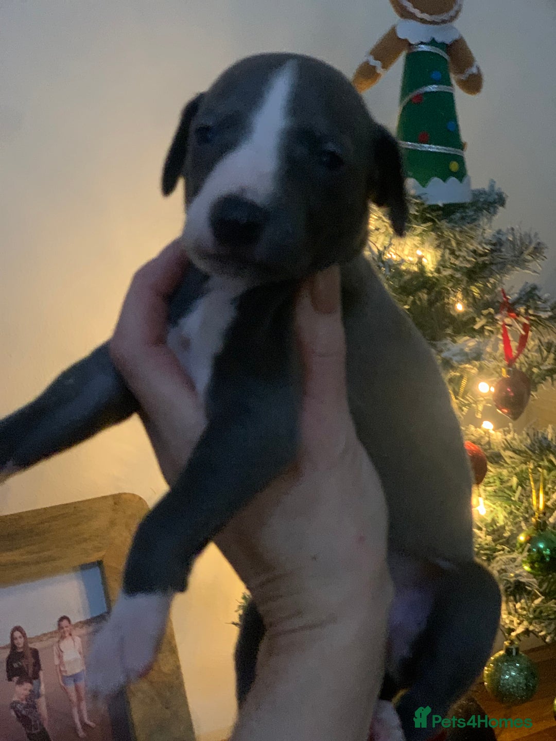 Whippet dogs for sale: Blue Kennel Club Registered Whippet puppies  - Advert 11