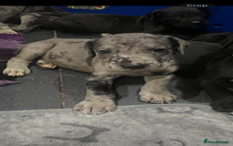 Great Dane dogs for sale: READY NOW PURE BRED GREAT DANE PUPPIES FOR SALE - Image 9