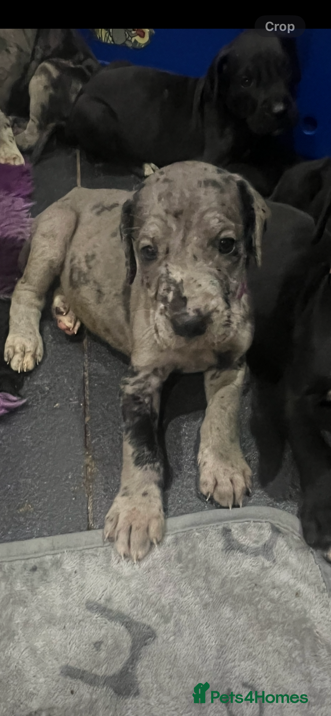 Great Dane dogs for sale: READY NOW PURE BRED GREAT DANE PUPPIES FOR SALE - Image 9