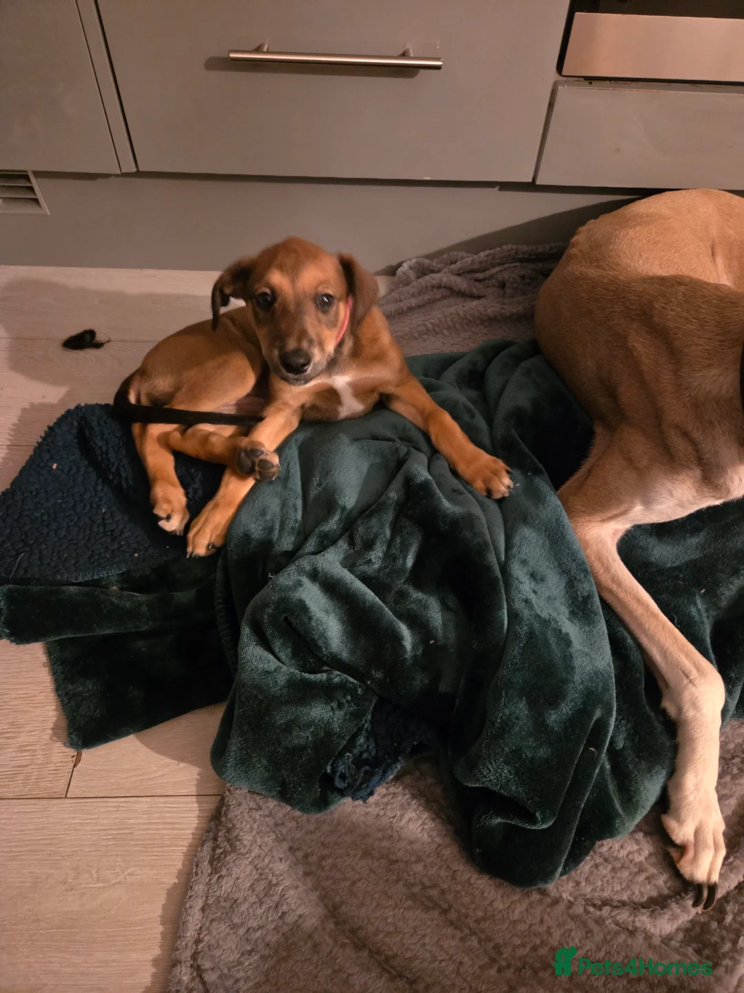 Mixed Breed dogs for sale: Saluki x lurcher hybrid  - Advert 1