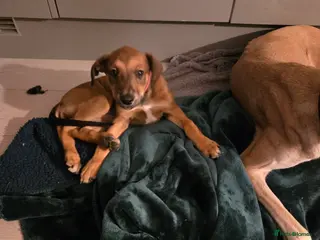 Mixed Breed dogs Saluki x lurcher hybrid - Advert 1