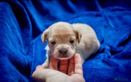 Mixed Breed dogs for sale: 🐶 Adorable F1 Frenchie x Cavapoo Pups 🐾 - Image 7