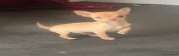 Chihuahua dogs for sale: Last chihuahua puppy REDUCED  - Advert 11