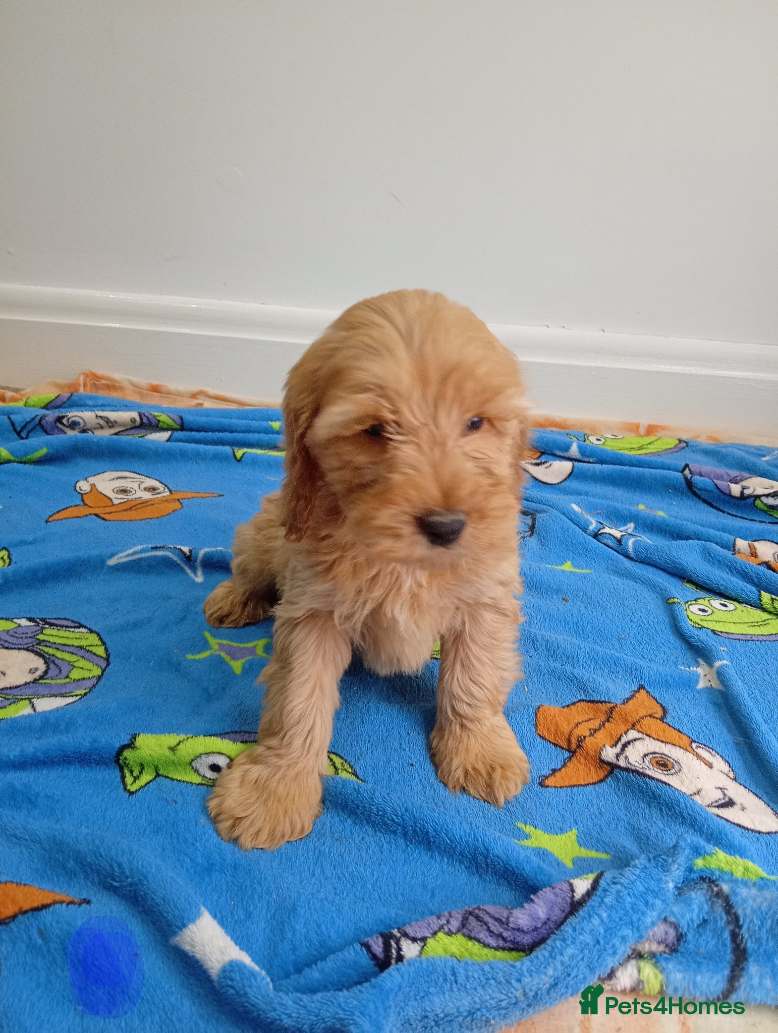 Cockapoo dogs Show type Toy cockerpoos 😍 - Advert 2