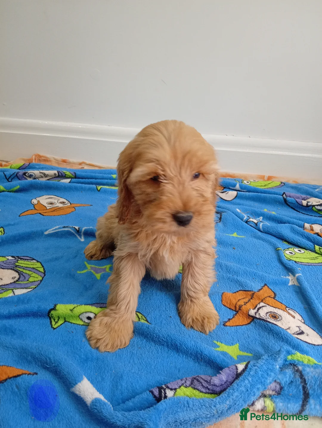 Cockapoo dogs for sale: Show type Toy cockerpoos 😍 in Trimdon Station - Advert 2