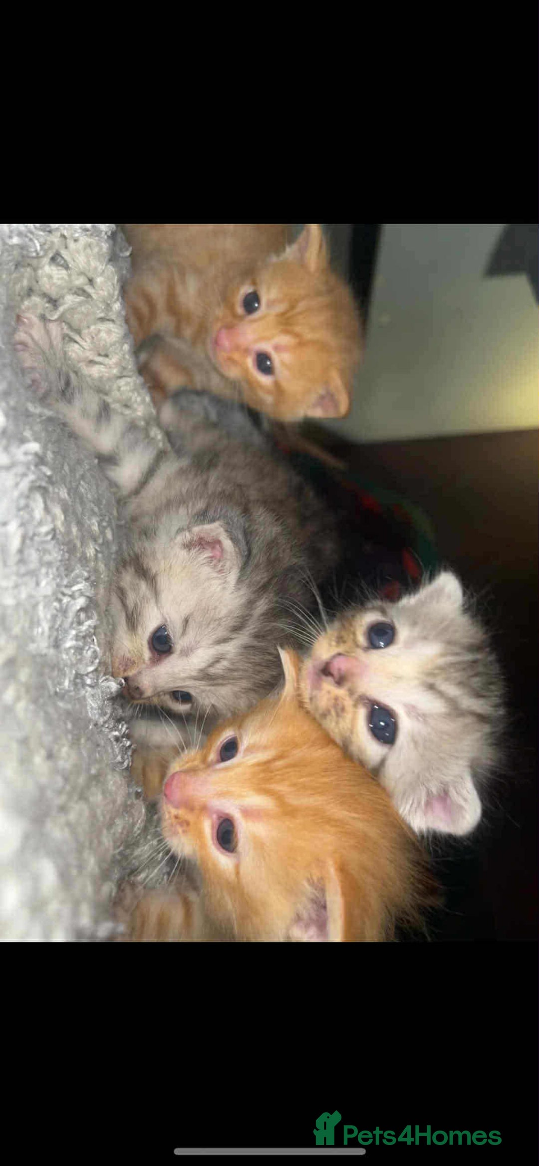 Mixed Breed cats for sale: Beautiful bengal cross kittens - Advert 8