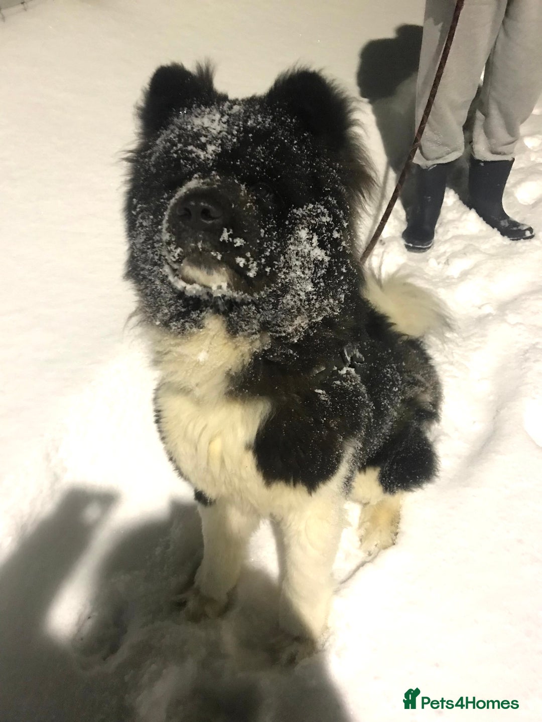 Akita dogs for sale: Beautiful pedigree Long Coat Akita  - Advert 1