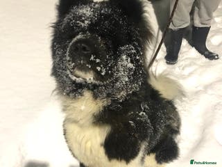 Akita dogs Beautiful pedigree Long Coat Akita - Advert 9