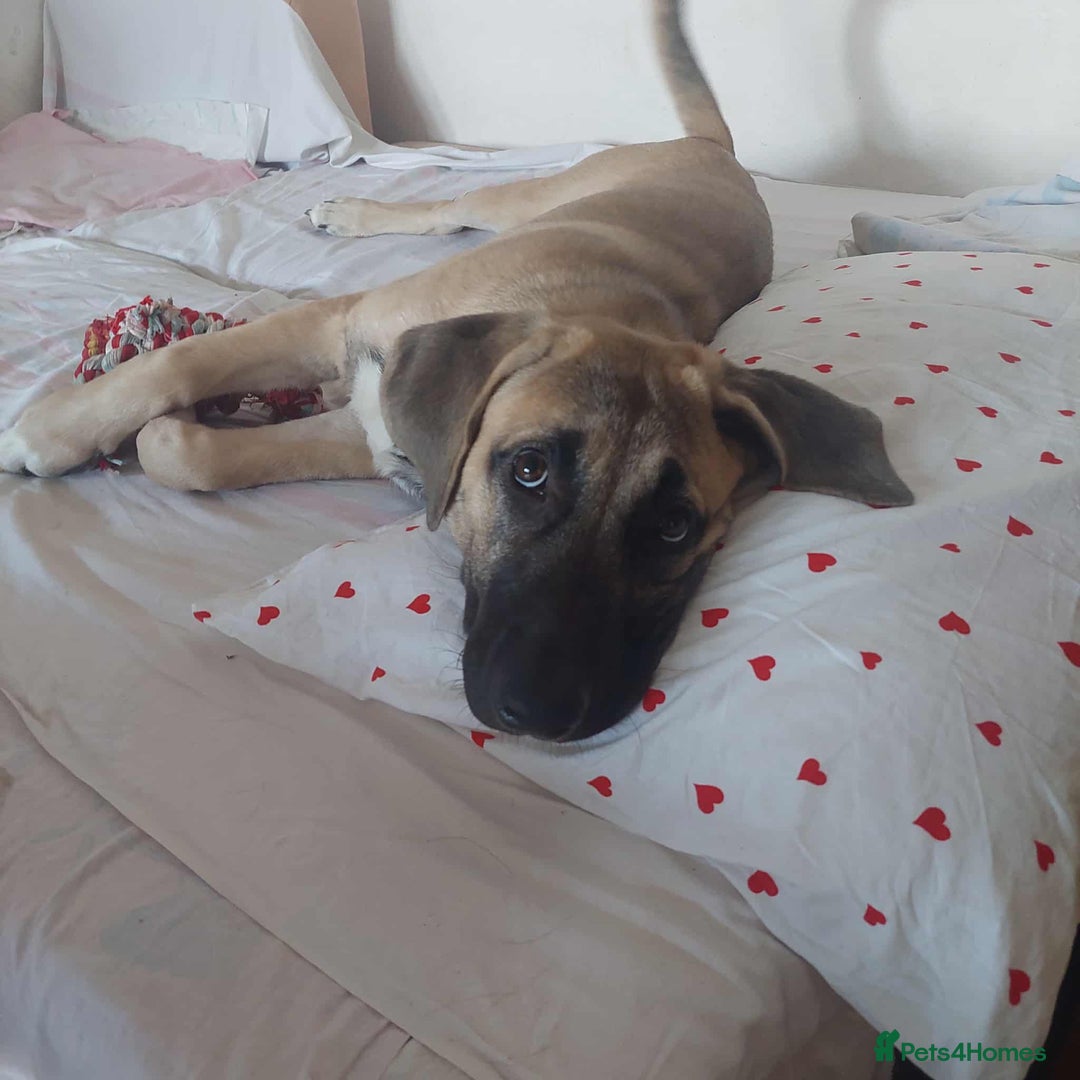 Anatolian Shepherd dogs for adoption: Dzana is 6 month Macedonian rescue pup  - Image 4