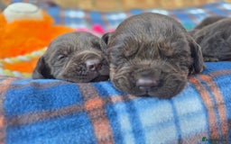 Cockerdor dogs for sale: F1 cockerdor puppies , cocker x labrador  - Image 12