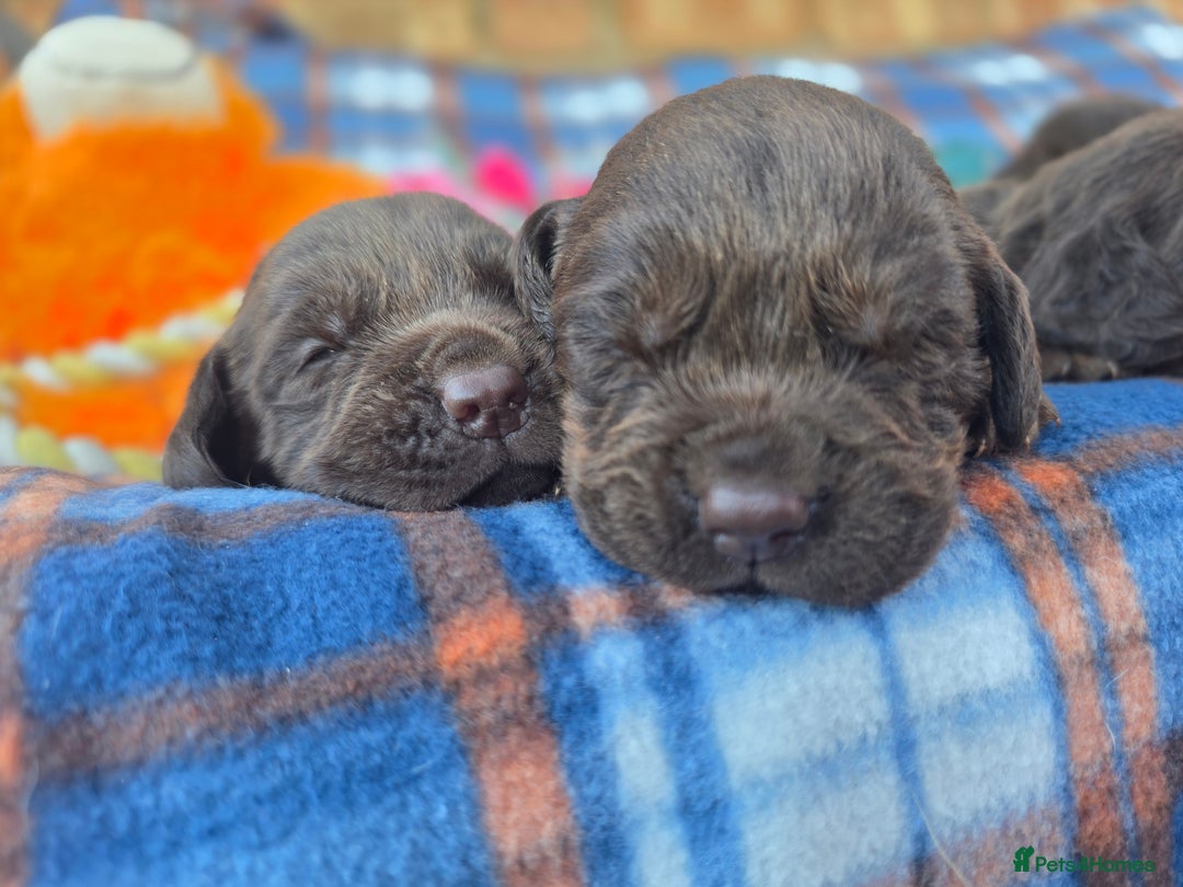 Cockerdor dogs for sale: F1 cockerdor puppies , cocker x labrador  - Image 12