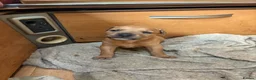 Mixed Breed dogs for sale: Staff cross mastiff  in Manchester - Advert 4