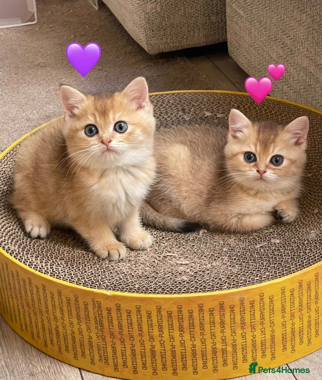 British Shorthair cats for sale: ❗️2 left❗️GCCF Stunning Golden BSH kittens (girls) - Advert 1