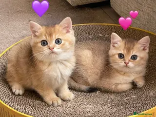 British Shorthair cats ❗️2 left❗️GCCF Stunning Golden BSH kittens (girls) - Advert 11