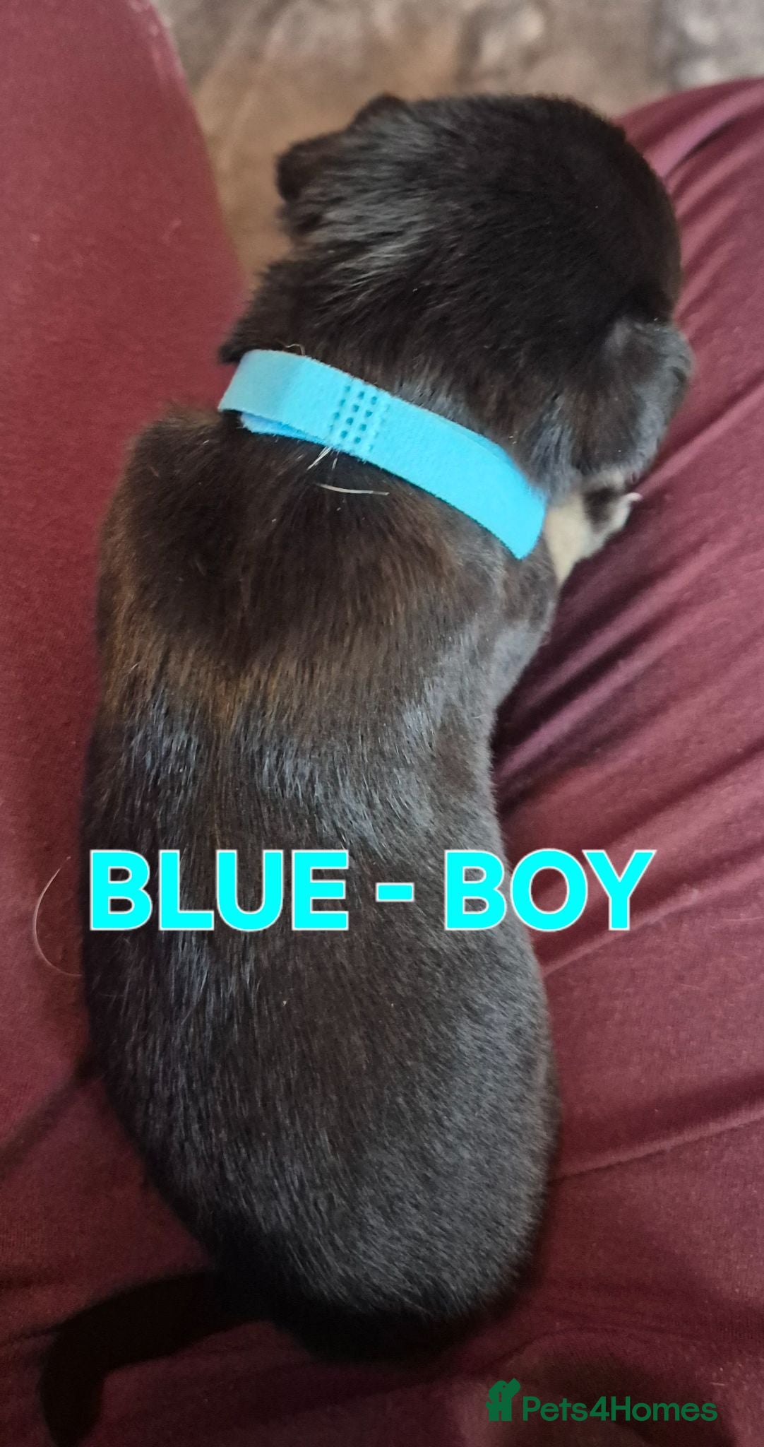 Mixed Breed dogs Kelpie x Collie Puppies - Advert 1
