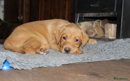 Labrador Retriever dogs for sale: Labrador Pupsfor Sale – Yellow, Chocolate, Black  - Image 9