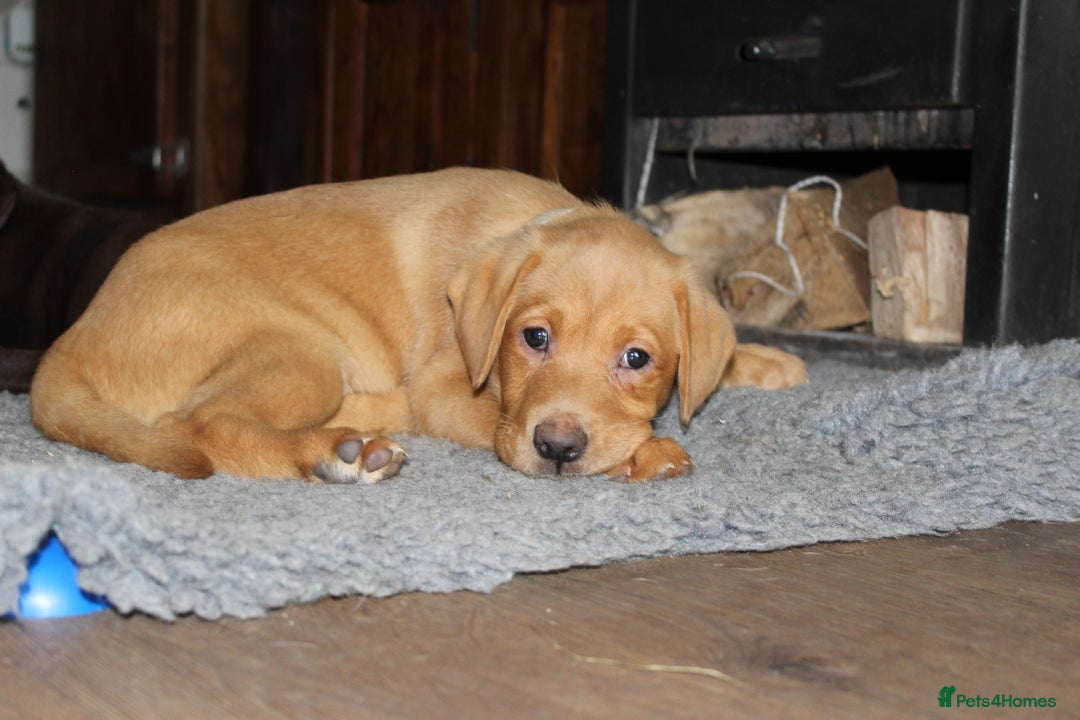Labrador Retriever dogs for sale: Labrador Pupsfor Sale – Yellow, Chocolate, Black  - Image 9