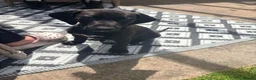 Mixed Breed dogs for sale: Vizzy whips puppies for sale  - Advert 3