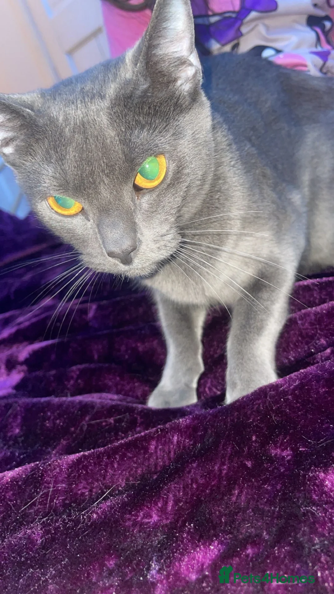 Mixed Breed cats for sale: Kittens for sale in Bradford - Advert 2
