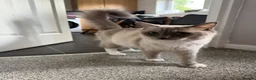 Ragdoll cats for sale: 2 Beautiful Female Ragdoll Kittens  - Advert 5