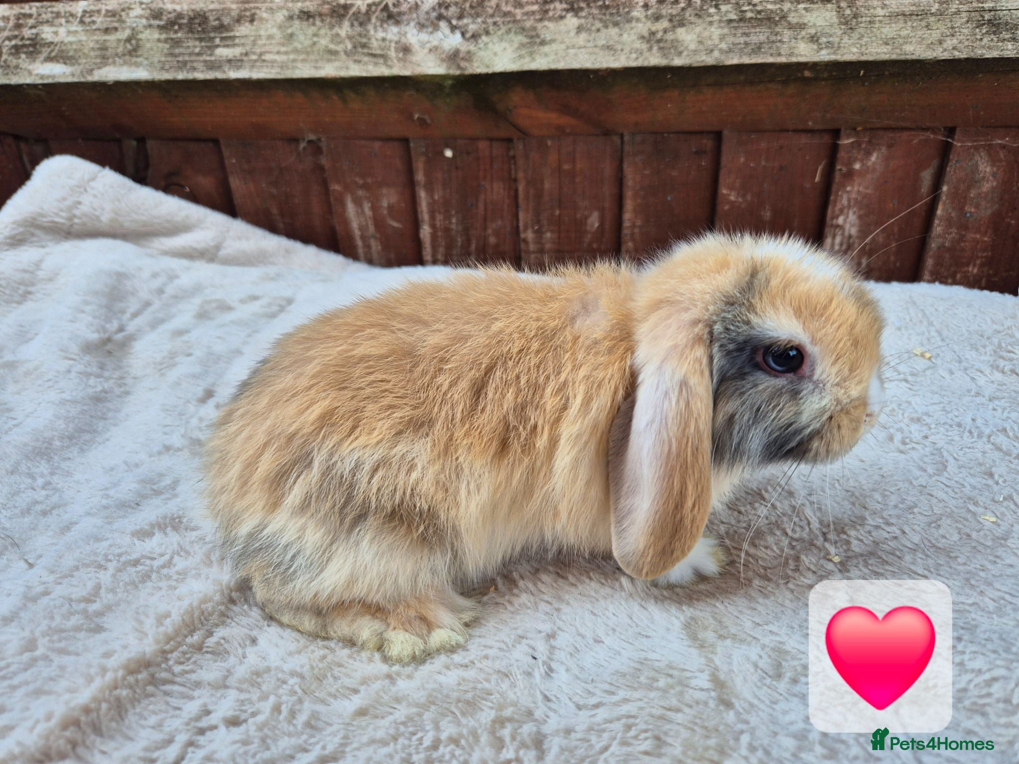 Mini Lop rabbits ❤️ Ready to reserve  💙  - Advert 18