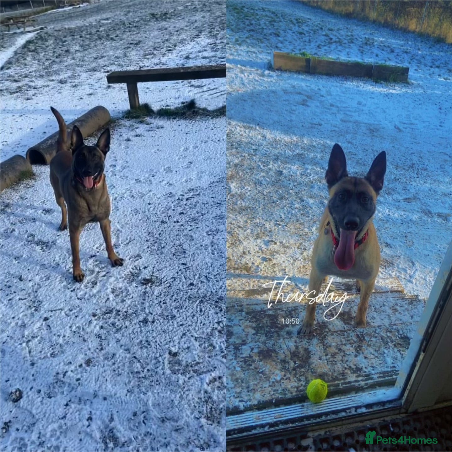 Belgian Shepherd Dog dogs Belgian malinois pups  - Advert 3