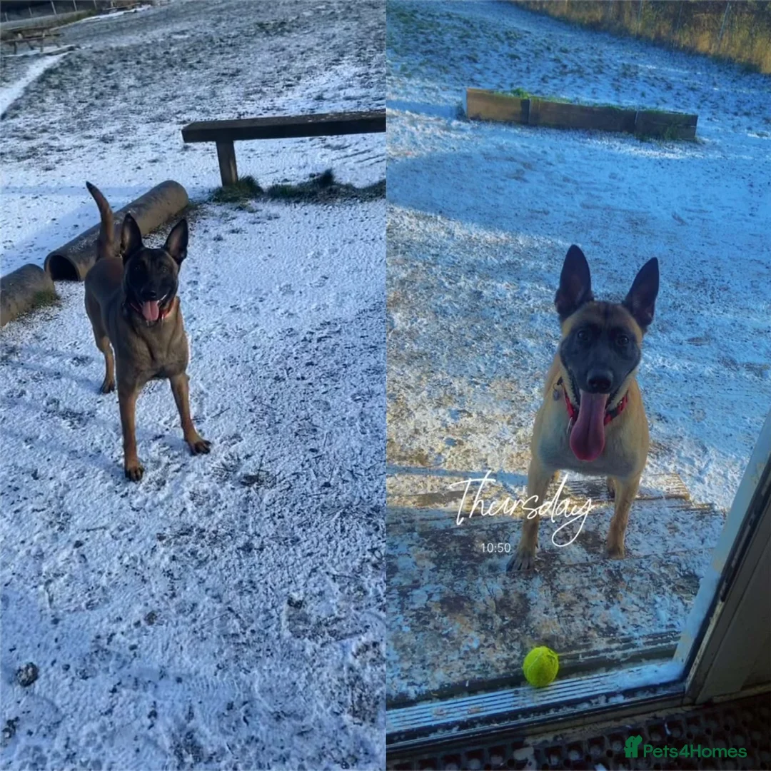 Belgian Shepherd Dog dogs for sale: Belgian malinois pups  - Advert 1