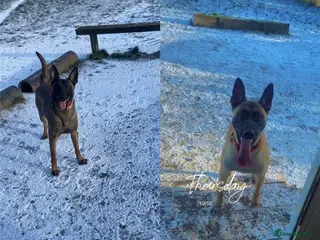 Belgian Shepherd Dog dogs Belgian malinois pups - Advert 3