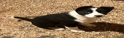 Border Collie dogs for sale: 3 Collie Pups *ready to go* - Advert 4