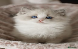 Ragdoll cats for sale: Amazing Ragdoll kittens - Image 32