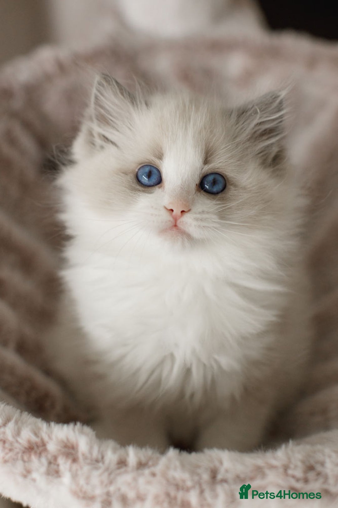 Ragdoll cats for sale: Amazing Ragdoll kittens - Image 32
