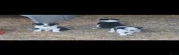 Border Collie dogs for sale: Border Collie pup's for sale  - Advert 3