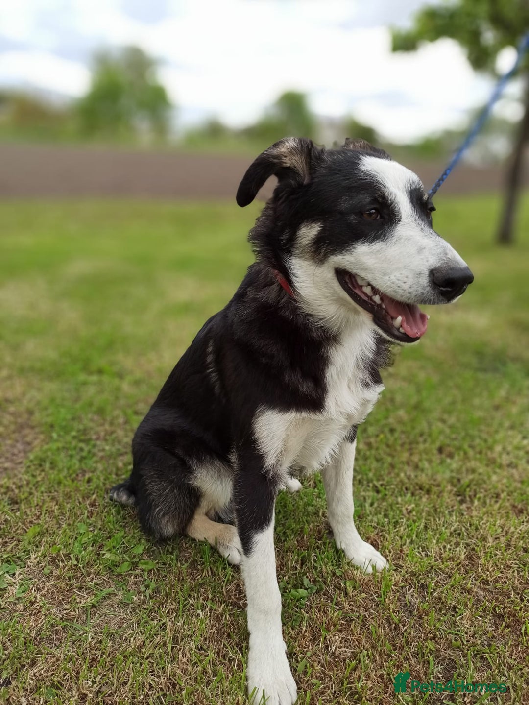 Mixed Breed dogs for adoption: 💙BENNY💙 – Dreams of His First Birthday at Home - Advert 12