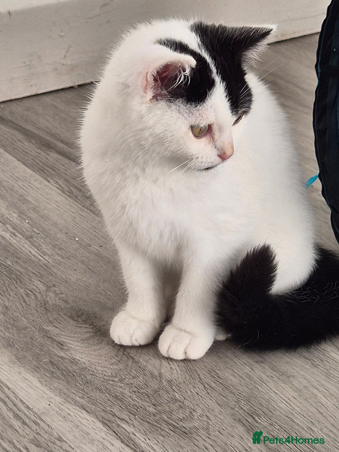 Selkirk Rex cats for sale: Tica reg  pedigree selkirk rex kittens ready now  - Advert 10