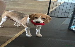 Mixed Breed dogs for sale: Beautiful Beagle X Cavapoo Puppies 🐾  - Image 17