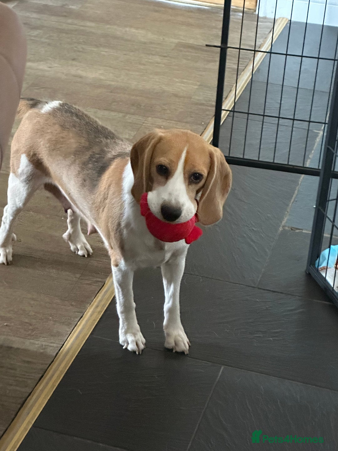 Mixed Breed dogs for sale: Beautiful Beagle X Cavapoo Puppies 🐾  - Image 17