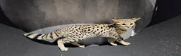 Savannah cats for sale: Stunning rare F2 Savannah - One Remaining! - Advert 8