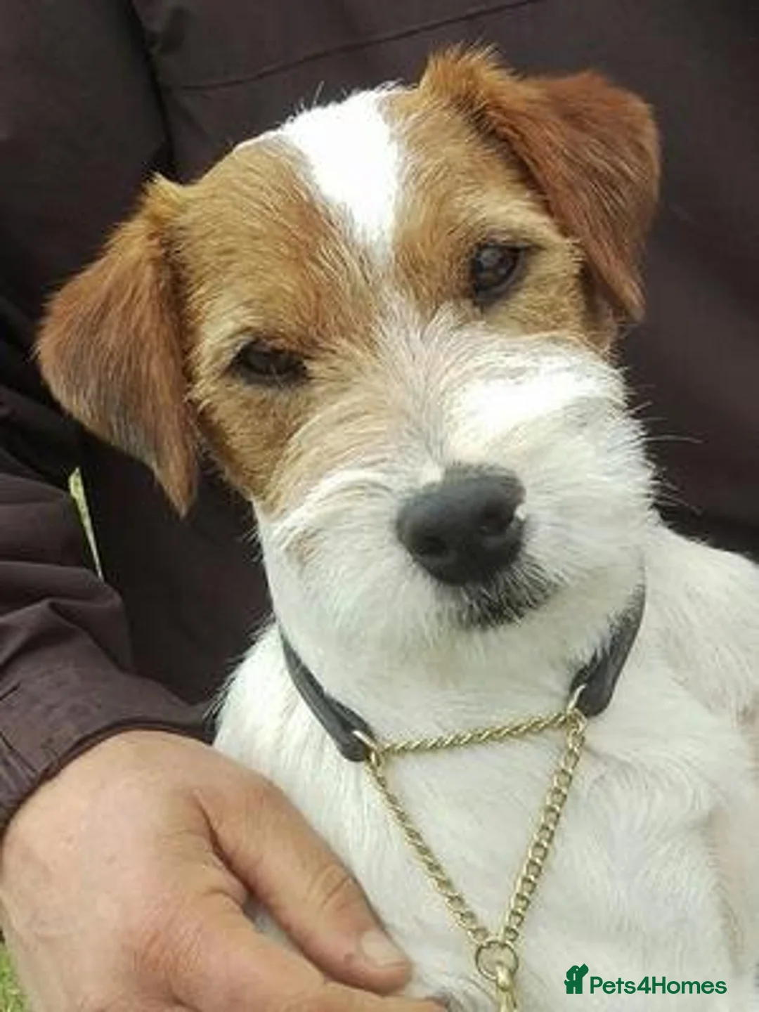 Parson Russell dogs for sale: Exceptional litter of Parson Russell Terrier Pups  - Advert 7