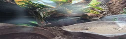 Leopard Gecko reptiles for sale: 2 Female Leopard Geckos & Full Set Up in Braintree - Advert 8