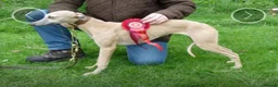 Whippet dogs for sale: KC registered whippet puppy’s  - Advert 29