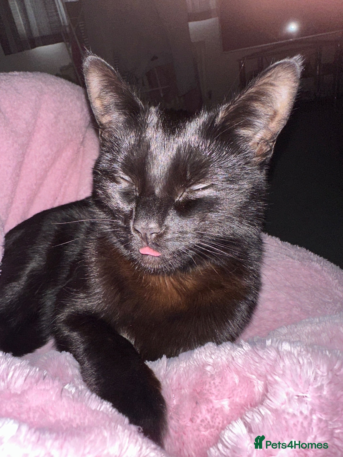 Bombay cats REHOME - Advert 1