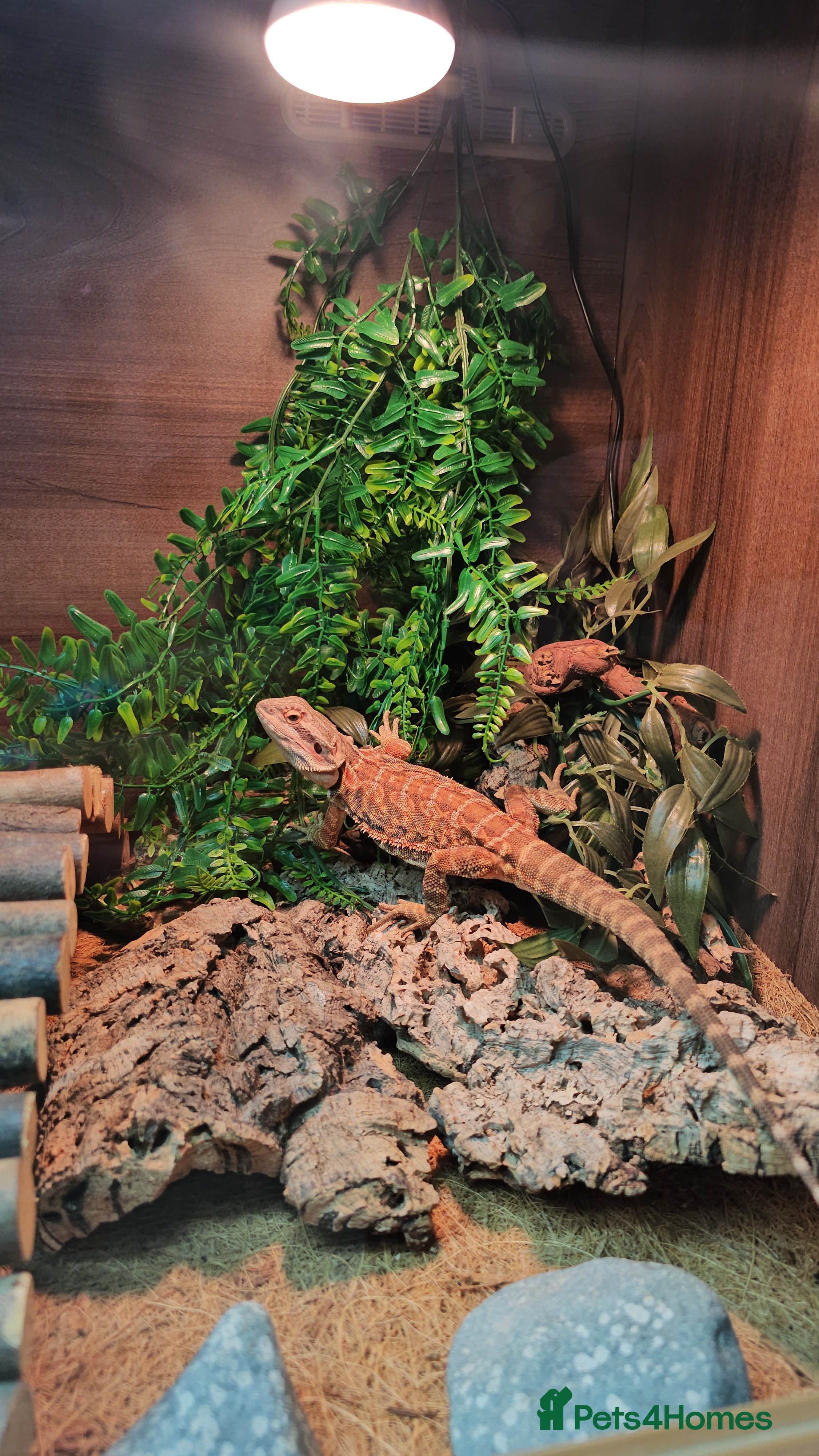 Bearded Dragon reptiles Spyro the Dragon  - Advert 1