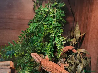 Bearded Dragon reptiles Spyro the Dragon - Advert 1