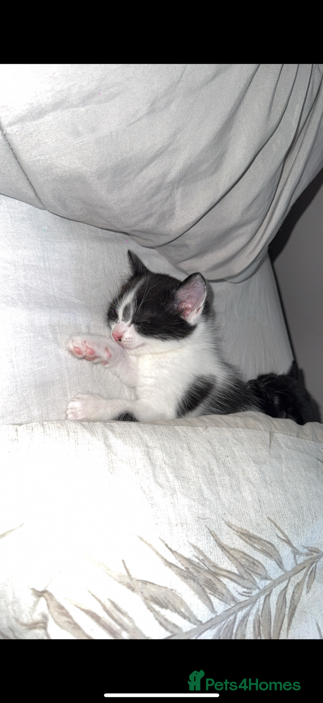 Mixed Breed cats for sale: Friendly playful kittens looking for homes  - Image 3