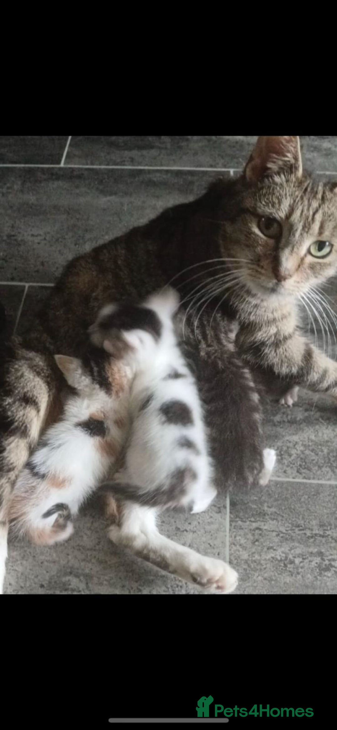 Mixed Breed cats for sale: 4 Lovely kittens for sale  - Advert 19