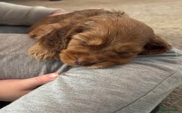 Cocker Spaniel dogs for sale: ✨ Show Cocker Spaniel pups ✨ - Image 26