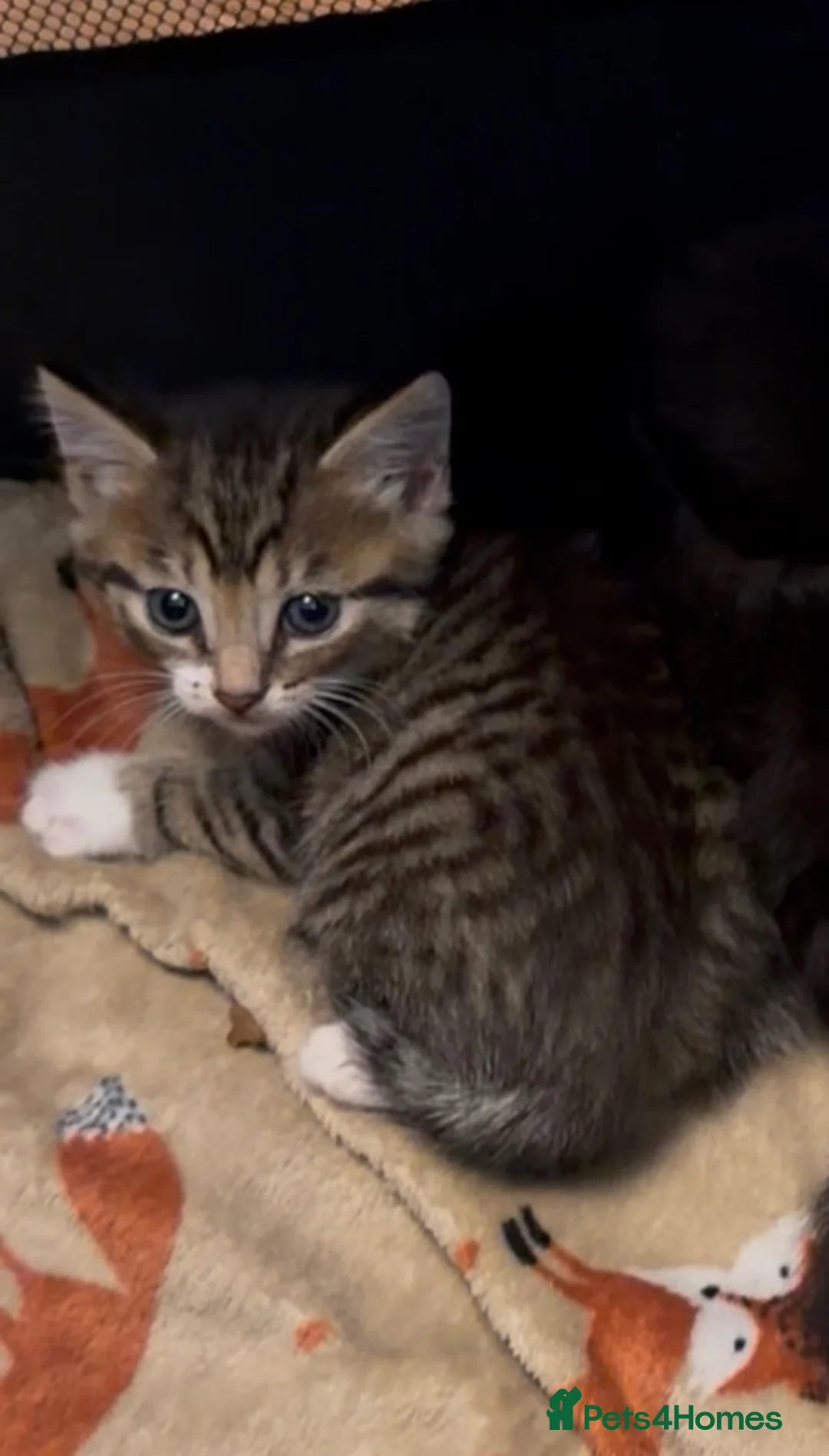 Mixed Breed cats for sale: 1 male 2 female kittens for sale - Advert 2