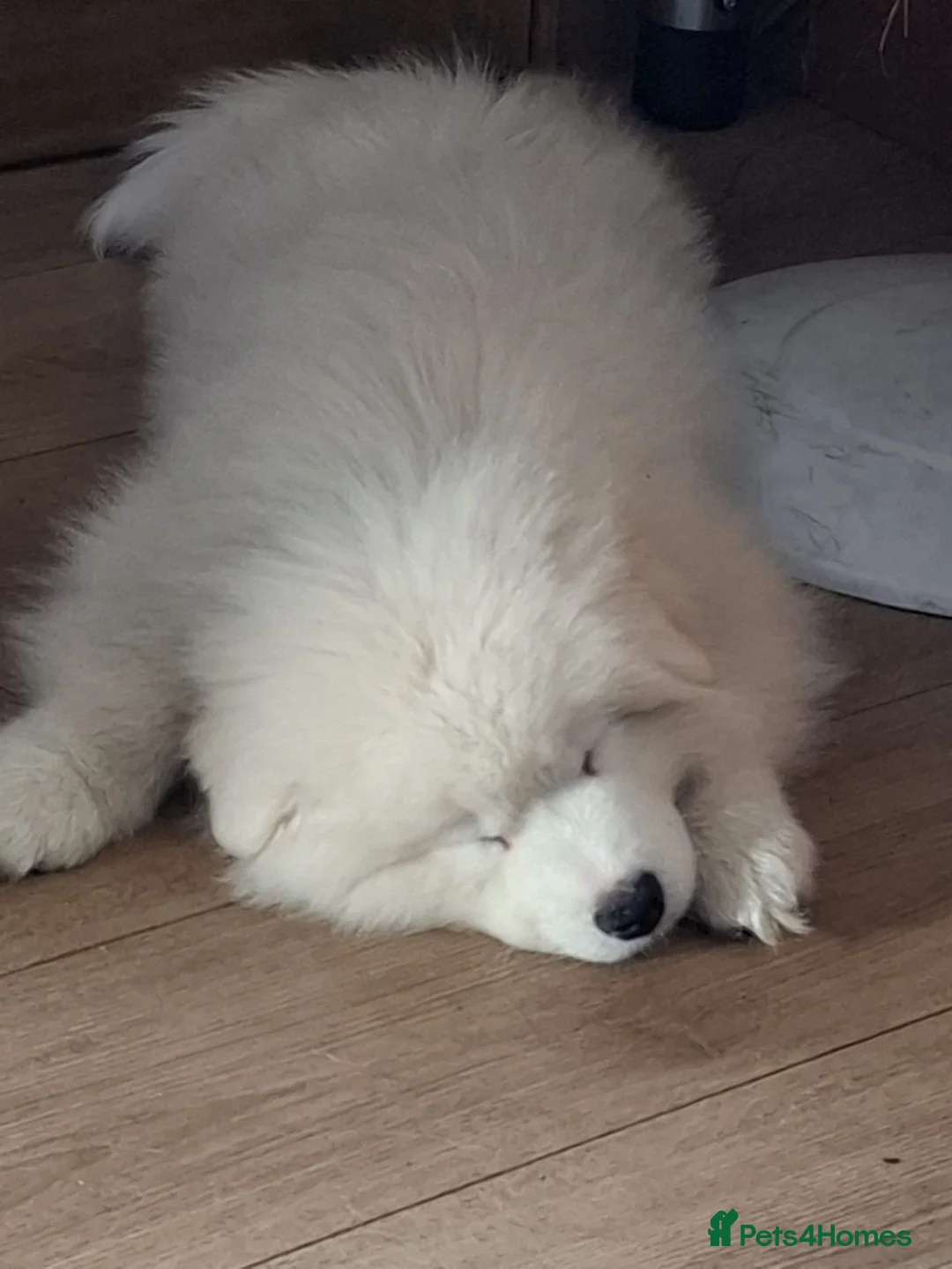 Samoyed dogs for sale: 🐾puppies are ready for new happy homes🐾 - Advert 2