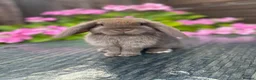 Mini Lop rabbits for sale: Gorgeous baby mini lops  - Advert 10