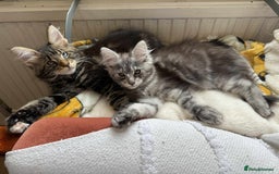 Maine Coon cats for sale: Maine coon - Image 25